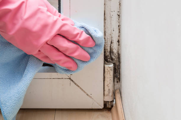 Mold Removal Process in Youngtown, AZ